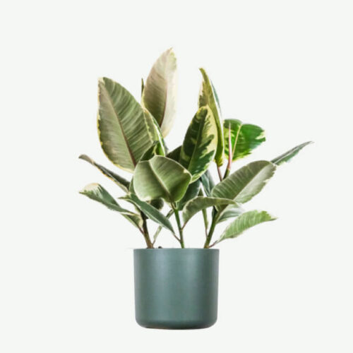 Alocasia Regal Shield
