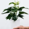 Golden Pothos Pole