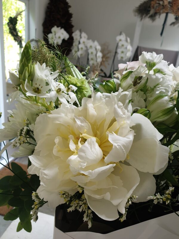 Moonlight(Creamy White)