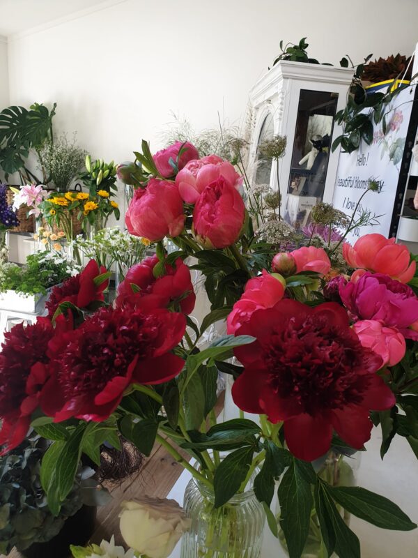 Cheers (Red / Burgundy)