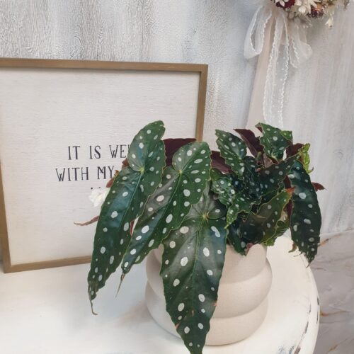 Brgonia Polka Dot Brgonia "Polka Dot"