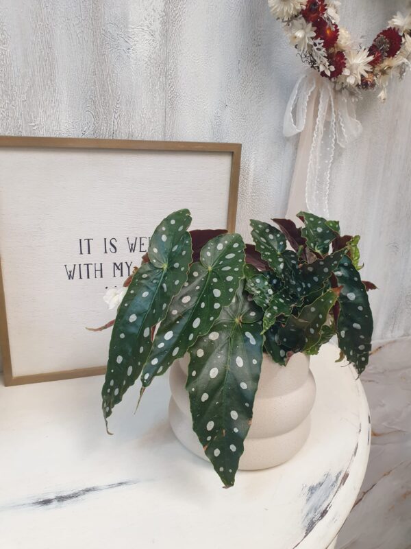 Brgonia Polka Dot Brgonia "Polka Dot"