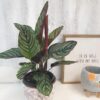 Calathea Ornata Calathea Ornata