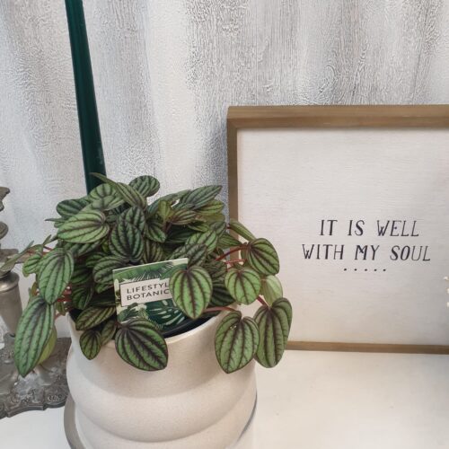 Peperomia Piccolo Peperomia "Piccolo"