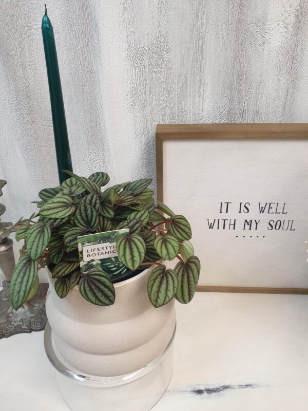 Peperomia Piccolo Peperomia "Piccolo"