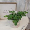 hope 1 Peperomia "Hope"