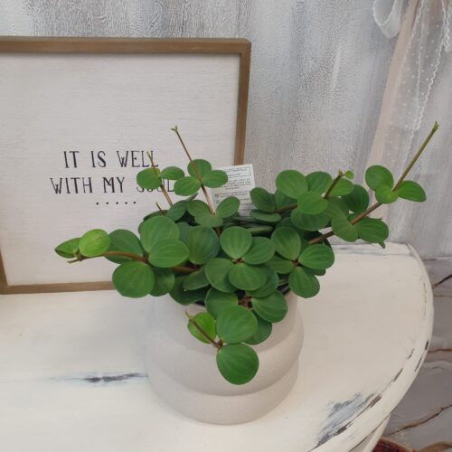 hope 1 Peperomia "Hope"