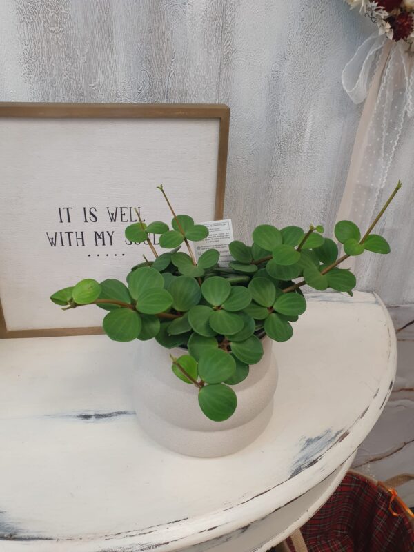 hope 1 Peperomia "Hope"