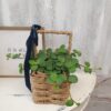 hope 2 Peperomia "Hope"