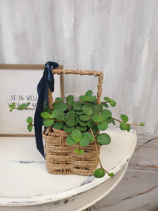 hope 2 Peperomia "Hope"