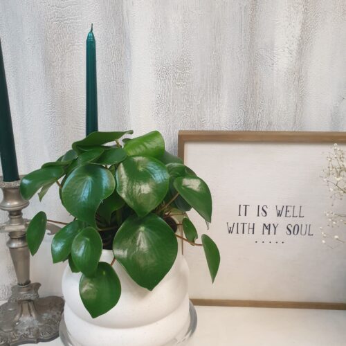 raindrop Peperomia "Raindrop"
