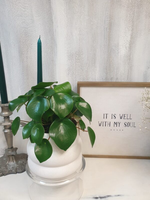 raindrop Peperomia "Raindrop"